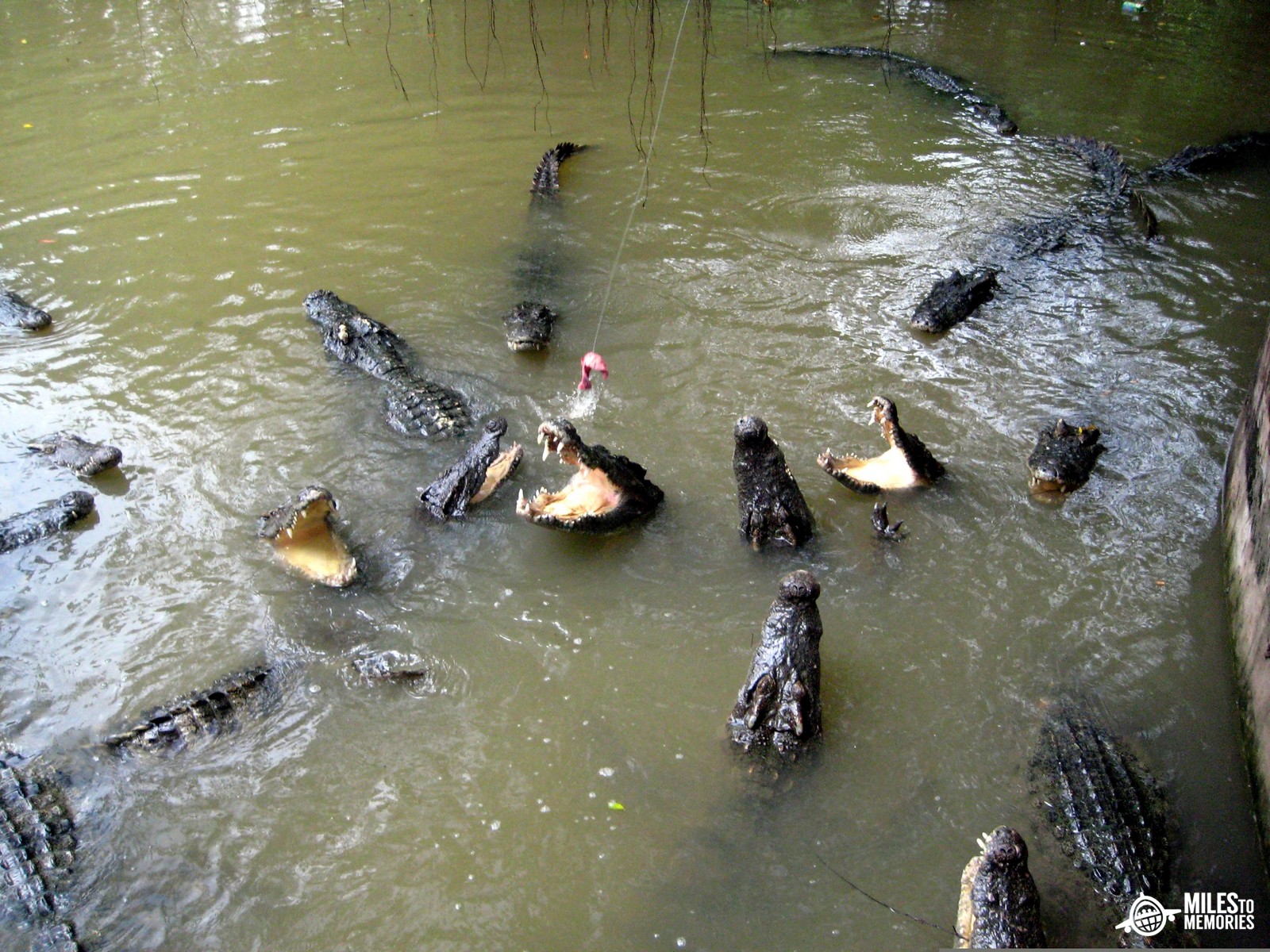Scariest Amusement Park Ride Dam Sen Park feeding crocs